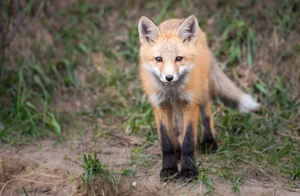 Trousses Renard Roux Dans Nature Sauvage Canadienne — Photo