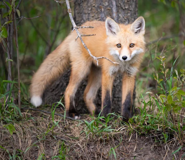 Zestawy Red Fox Kanadyjskiej Dziczy — Zdjęcie stockowe