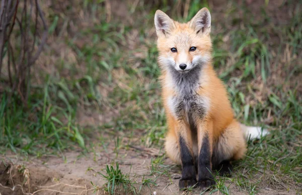 Red Fox Kits Canadian Wilderness — Stock Photo, Image