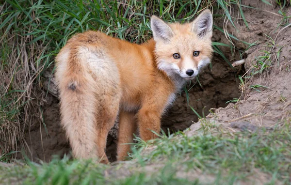 Red Fox Kits Canadian Wilderness — Stock Photo, Image
