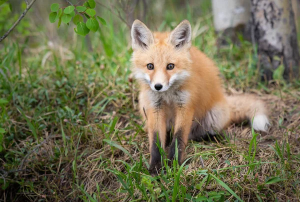 Kanada vahşi doğasında kızıl tilki yavruları