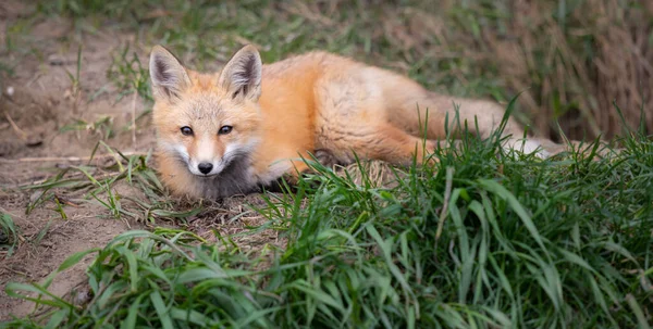 Red Fox Kits Canadian Wilderness — Stock Photo, Image