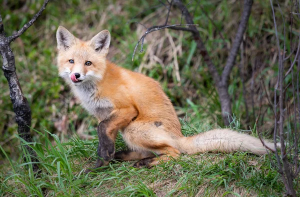 Red Fox Kits Canadian Wilderness — Stock Photo, Image