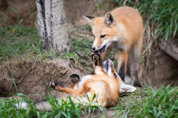 Zestawy Red Fox Kanadyjskiej Dziczy — Zdjęcie stockowe