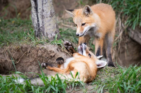 Trousses Renard Roux Dans Nature Sauvage Canadienne — Photo