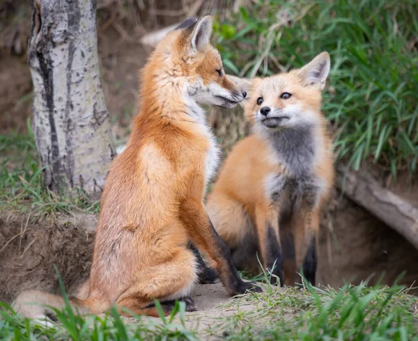 Zestawy Red Fox Kanadyjskiej Dziczy — Zdjęcie stockowe