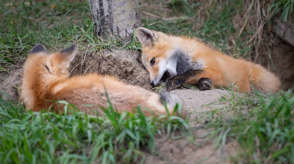 Trousses Renard Roux Dans Nature Sauvage Canadienne — Photo