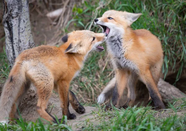 Rotfuchs Kits Der Kanadischen Wildnis — Stockfoto