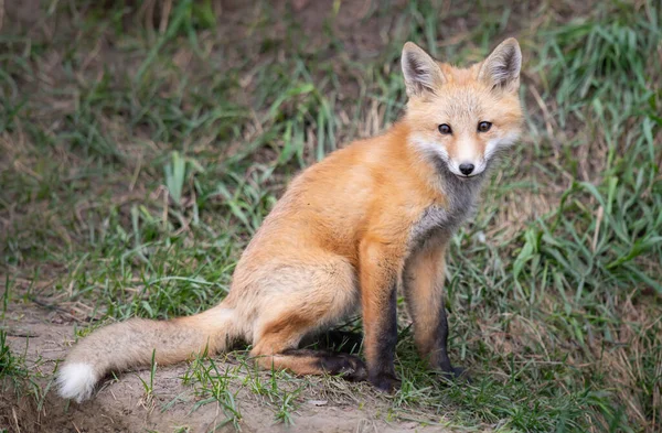 Red Fox Kits Canadian Wilderness — Stock Photo, Image