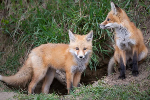 Rode Vos Kits Canadese Wildernis — Stockfoto