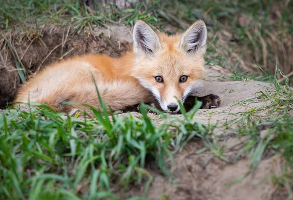 加拿大荒野中的红狐套件 — 图库照片