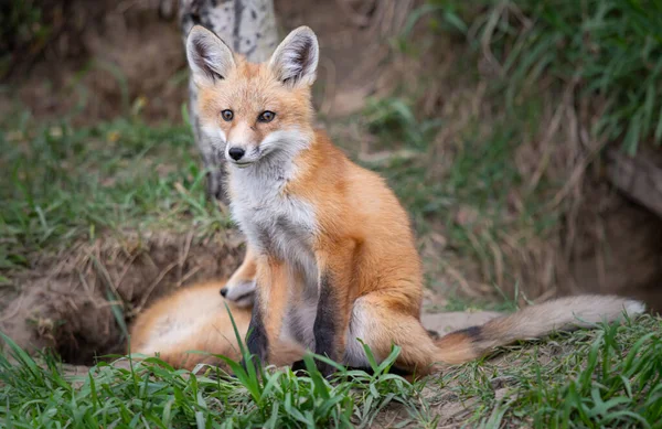 Kanada vahşi doğasında kızıl tilki yavruları