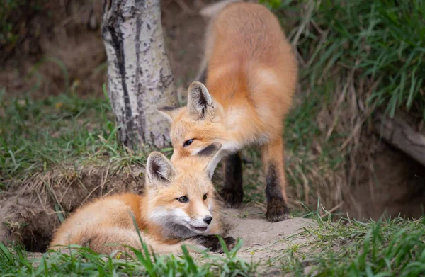 Trousses Renard Roux Dans Nature Sauvage Canadienne — Photo