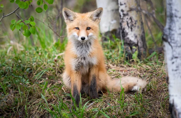 Trousses Renard Roux Dans Nature Sauvage Canadienne — Photo