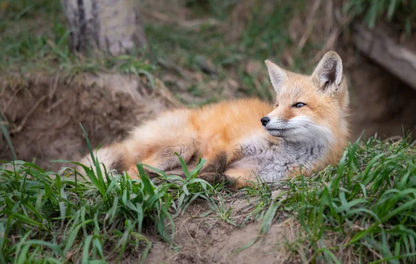 Kit Volpe Rossa Nel Deserto Canadese — Foto Stock