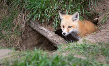 Vahşi doğada kızıl tilki yavruları