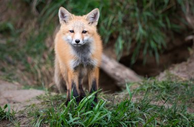 Vahşi doğada kızıl tilki yavruları