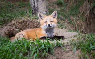 Vahşi doğada kızıl tilki yavruları