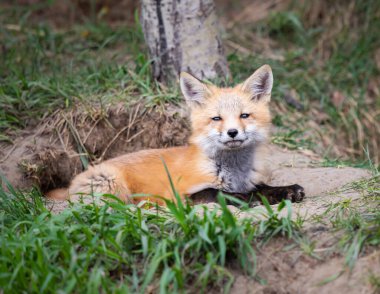 Vahşi doğada kızıl tilki yavruları