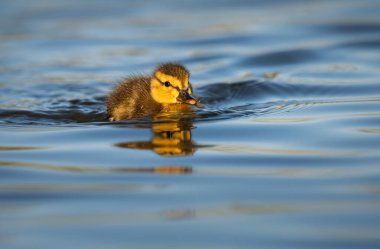 Yabanda ördek yavruları