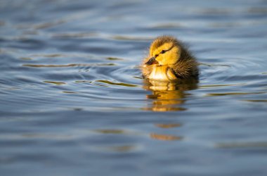 Yabanda ördek yavruları