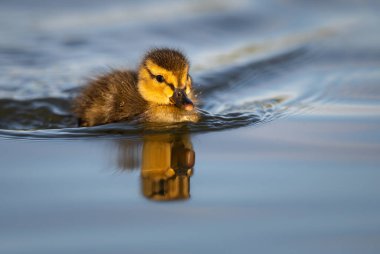 Yabanda ördek yavruları
