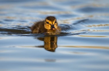 Yabanda ördek yavruları