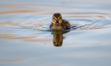 Yabanda ördek yavruları