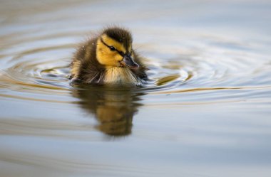 Yabanda ördek yavruları