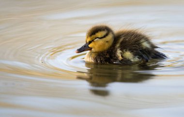 Yabanda ördek yavruları