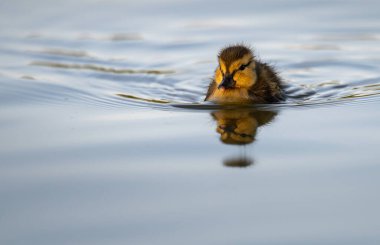 Yabanda ördek yavruları