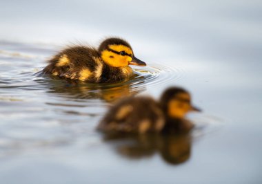 Yabanda ördek yavruları