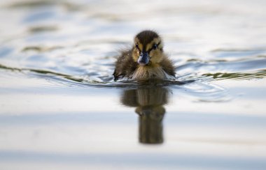 Yabanda ördek yavruları