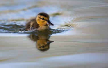 Yabanda ördek yavruları