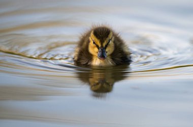 Yabanda ördek yavruları