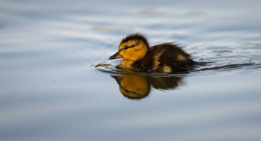Yabanda ördek yavruları
