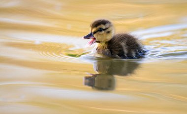Yabanda ördek yavruları