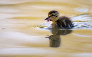 Yabanda ördek yavruları
