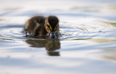 Yabanda ördek yavruları