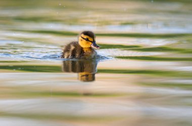 Yabanda ördek yavruları