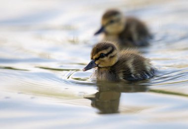 Yabanda ördek yavruları