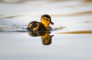 Yabanda ördek yavruları