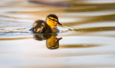 Yabanda ördek yavruları