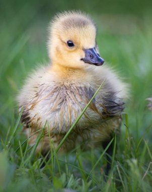 Kanada kaz yavruları vahşi doğada