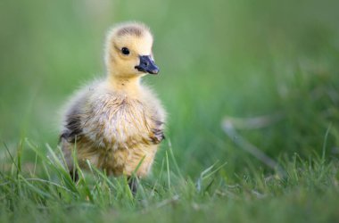 Kanada kaz yavruları vahşi doğada