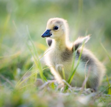 Kanada kaz yavruları vahşi doğada