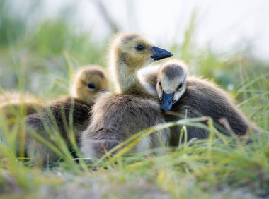 Kanada kaz yavruları vahşi doğada