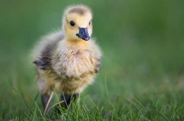 Kanada kaz ötüşü vahşi doğada