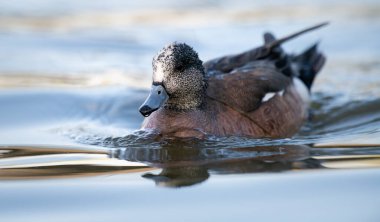 Kanadalı kaz yavruları vahşi doğada