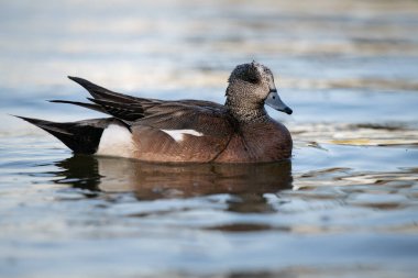 Kanadalı kaz yavruları vahşi doğada